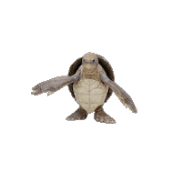 War Turtle Sticker