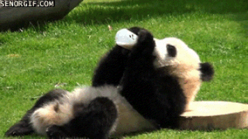 time panda GIF