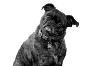 Dog Puppy Sticker by Mortarr