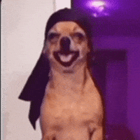 Dog GIF