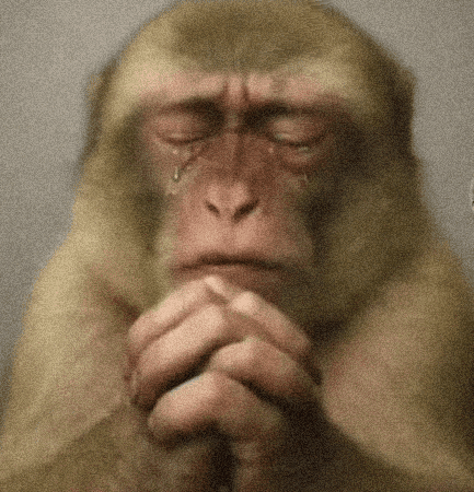 Monkey Praying GIF