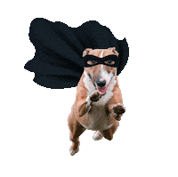 dog batman Sticker by Tales&Tails