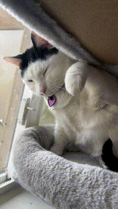 melon_n_finn cat giphycreatortest meme slap GIF