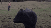 jeff the brotherhood what GIF by Infinity Cat Recordings