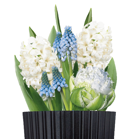 Bulbious giphygifmaker giphystrobetesting flower flowers Sticker