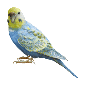 Party Bird Sticker by jOnNy'S wOrLd