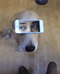 Golden Retriever Phone GIF