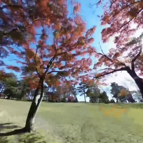 Autumn Fallingleaves GIF by IQUISPIN