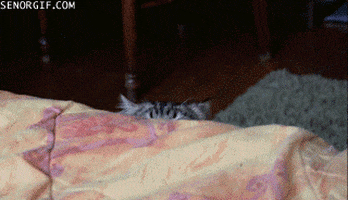 cat stalking GIF by Cheezburger