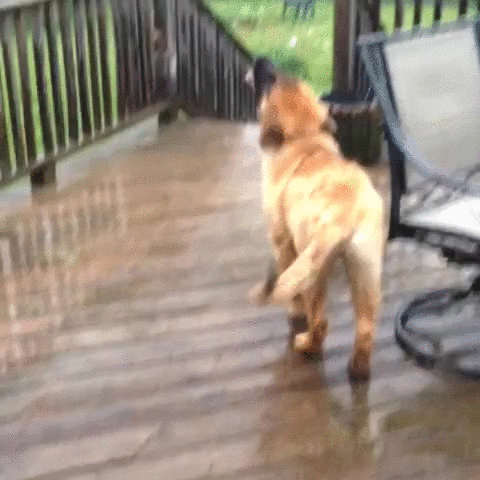 dog rain GIF