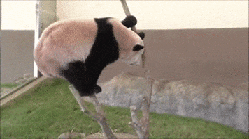 panda GIF