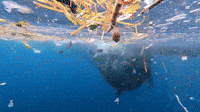 4Ocean