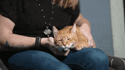 kitten bowl countdown to valentine's day GIF by Hallmark Channel