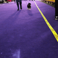 Dog Show GIF by Westminster Kennel Club