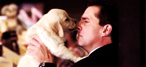 the office puppy GIF