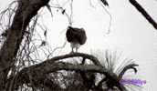 s2020yo bird pooping unimpressed osprey GIF