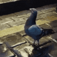 Carrier Pigeon GIF