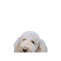 Standard Poodle Sticker by doodlepro