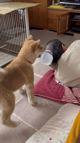 cuteanimalland giphyupload GIF