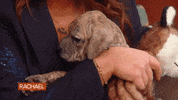 Dog Puppy GIF by Rachael Ray Show