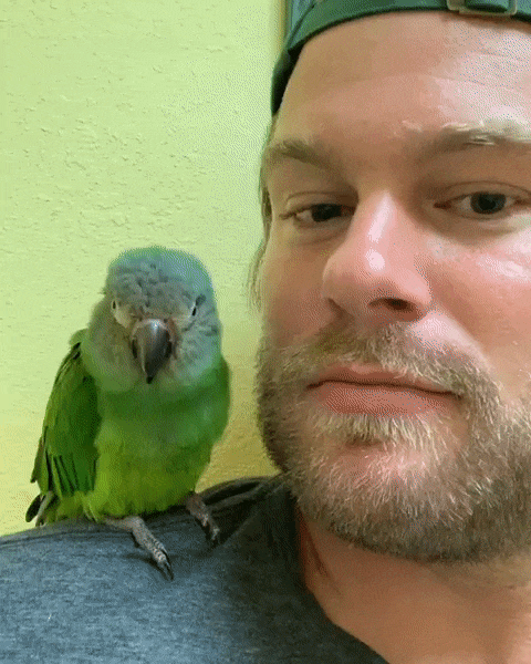 likedhu giphyupload bird GIF
