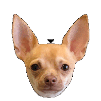Idea Chihuahua Sticker