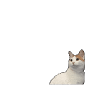 25Catsfromqatar Sticker by Gray Hat Films