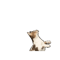 25Cats Sticker by Gray Hat Films