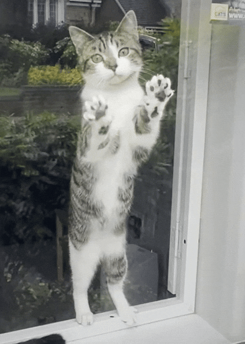 Lemme Out Tabby Cat GIF