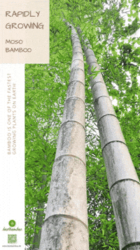 Nachhaltig GIF by bestbambus