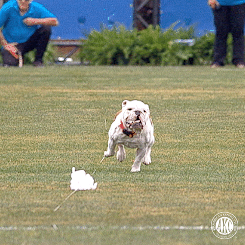 Dog Running GIF by American Kennel Club