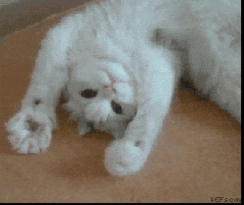 aleoxth giphygifmaker GIF