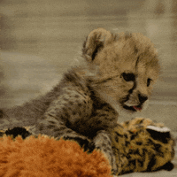 Happy San Diego GIF by San Diego Zoo Wildlife Alliance