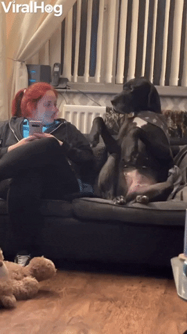 Great Dane Gently Requests Attention GIF by ViralHog