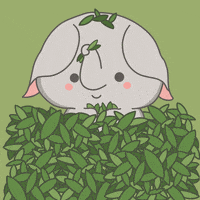 untamedelephants happy cute celebrate animals GIF