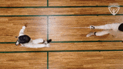 Arc Olympian GIF by All-Round Champion