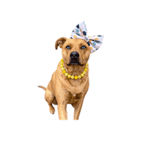 Bow Pitbull Sticker by JSRanchDogDesigns