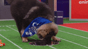 Animal Planet GIF by Puppy Bowl