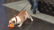dog puppy GIF by Rachael Ray Show