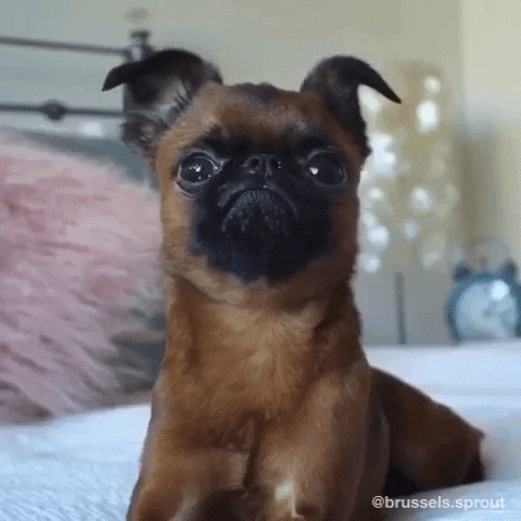 Brussels Griffon Omg GIF by Brussels.Sprout