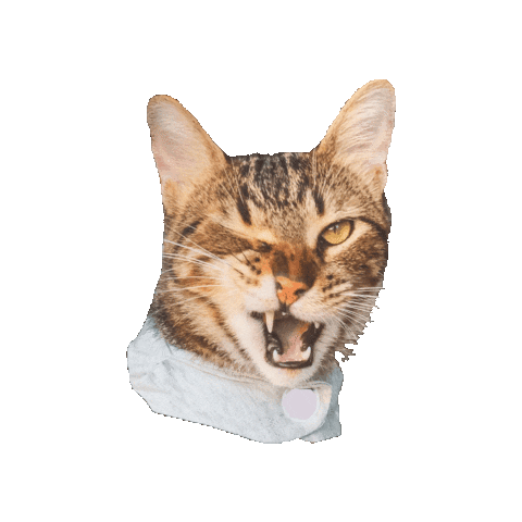 Gato Sticker by ogato_design