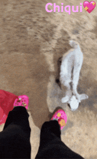 Chiqui GIF