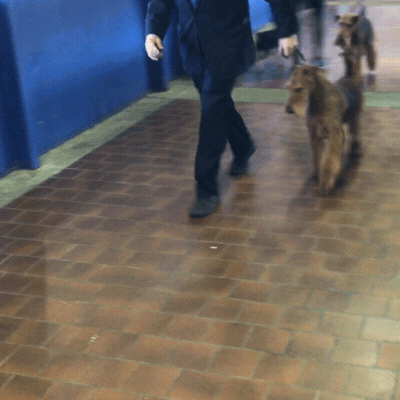 westminster dog show dogs GIF by Westminster Kennel Club