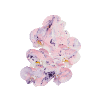 ACIDFLWRS pink flowers orchid orchids Sticker