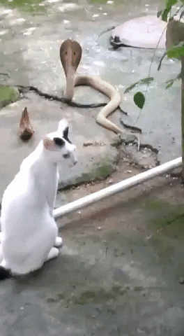 cuteanimalland giphyupload GIF