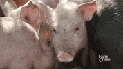 dinner eating GIF by CBC