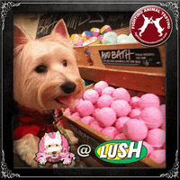 GIF by League of Crafty Canines