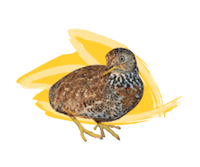 Endangered Species Australia Sticker by NSW Department of Planning, Industry and Environment