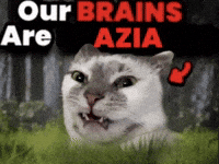 Cat Meme GIF