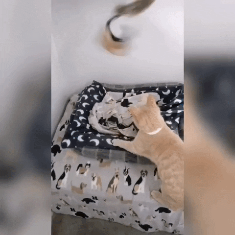 SPCA giphyupload GIF
